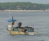 Ostréiculteur à l'ouvrage sur son bateau