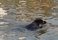 Chien nageur-sauveteur