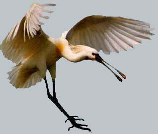 Cigogne