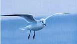Mouette