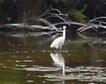 Ibis ?