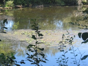 La mare aux cistudes