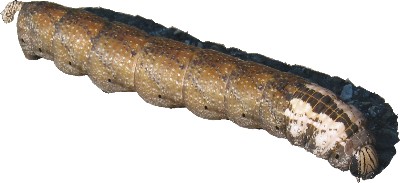 Chenille géante