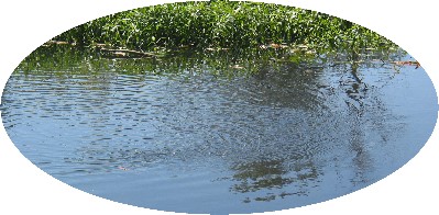 Banc de poissons