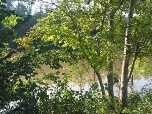 Rive boisée de l'Adour