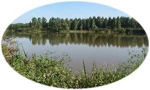 L'Adour : reflets d'un bois de peupliers