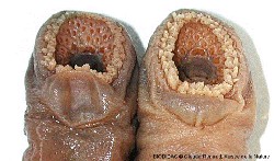 Lamproies mâle et femelle