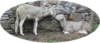Moutons endormis contre le mur d'une grange