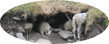 Moutons sous la berge 