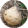Petit champignon (vesse de loup ?)