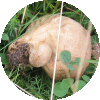 Champignons