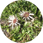 Grandes fleurs aux pétales soyeux