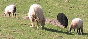 Le mouton noir de Christine