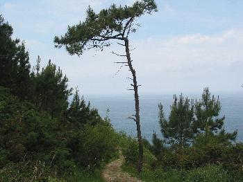 Chemin pavé de larges pierres