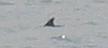 Aileron de dauphin