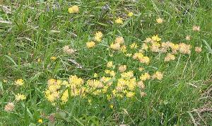 Fleurettes jaunes