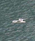 Mouette