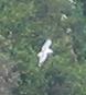 Mouette