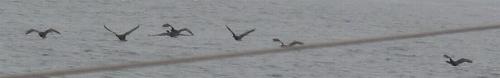 Envol de cormorans