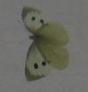 Papillon sur fond de voile