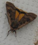 Papillon