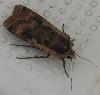 Papillon de nuit ?