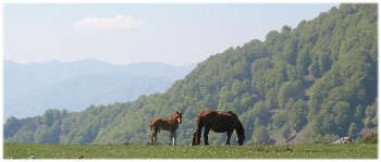 Les pottoks près des cromlechs