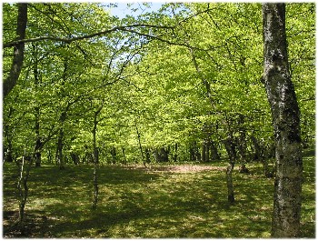 La for&ecirc;t de h&ecirc;tres