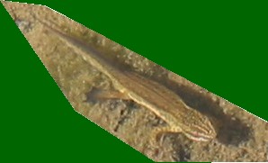 Un triton