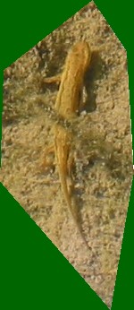 Triton