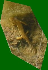 Jeune triton