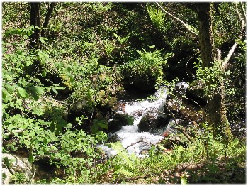 Petit torrent