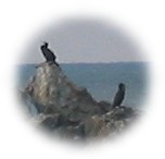 Cormorans d'Ilbarritz