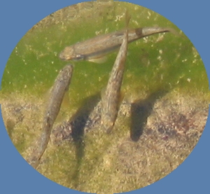 Poissons du lac Gentau