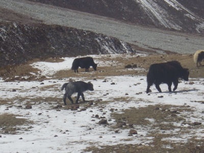 RB64-Langtang et Gosainkund (2 treks)